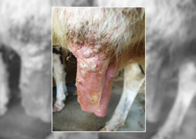 Vesicles on the teat skin of a dairy cow