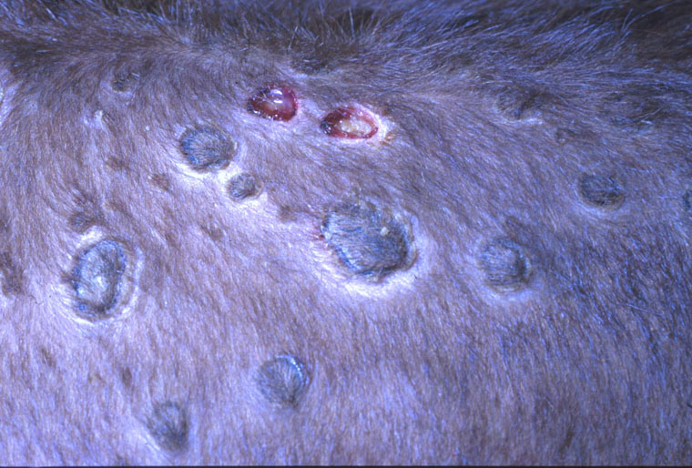 Characteristic Lumpy Skin Disease lesions