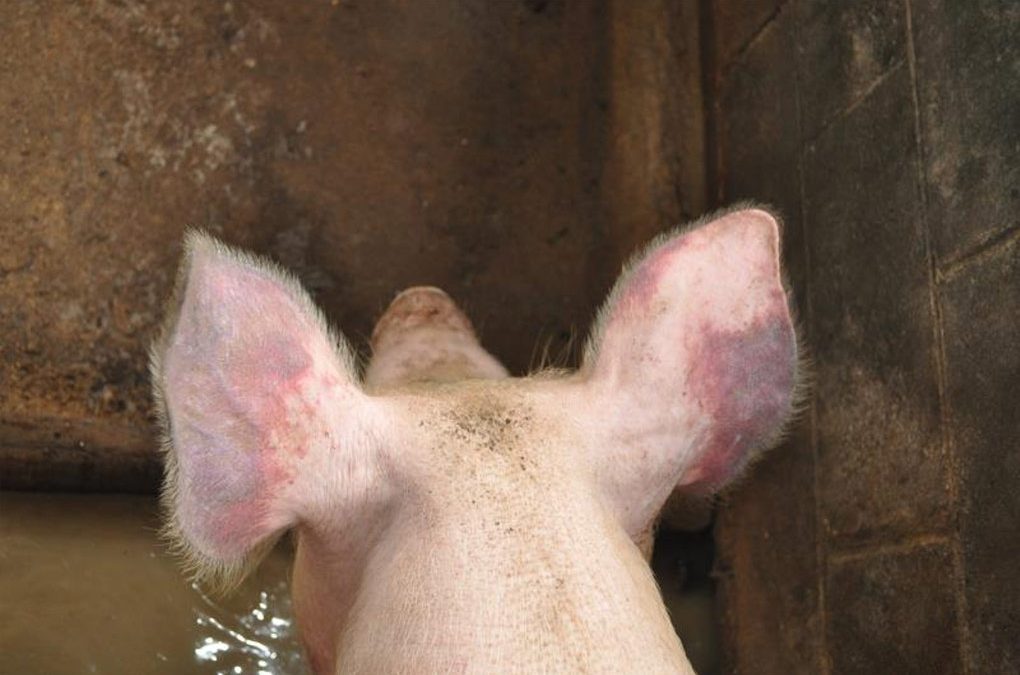 Sow mortality in small piggery, not ASF