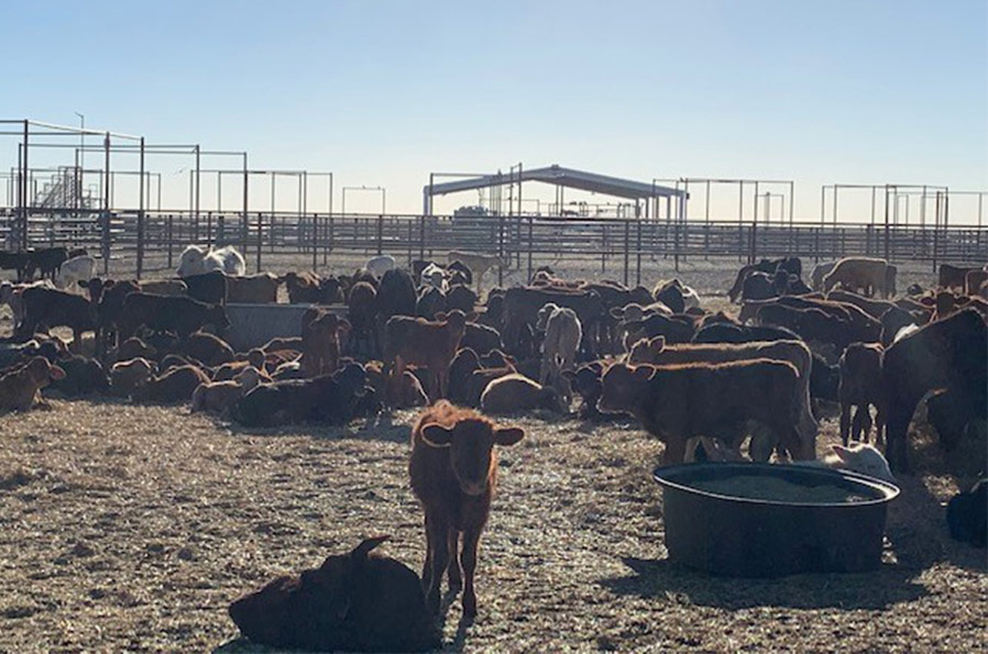 Extremely poor season affecting weaner health