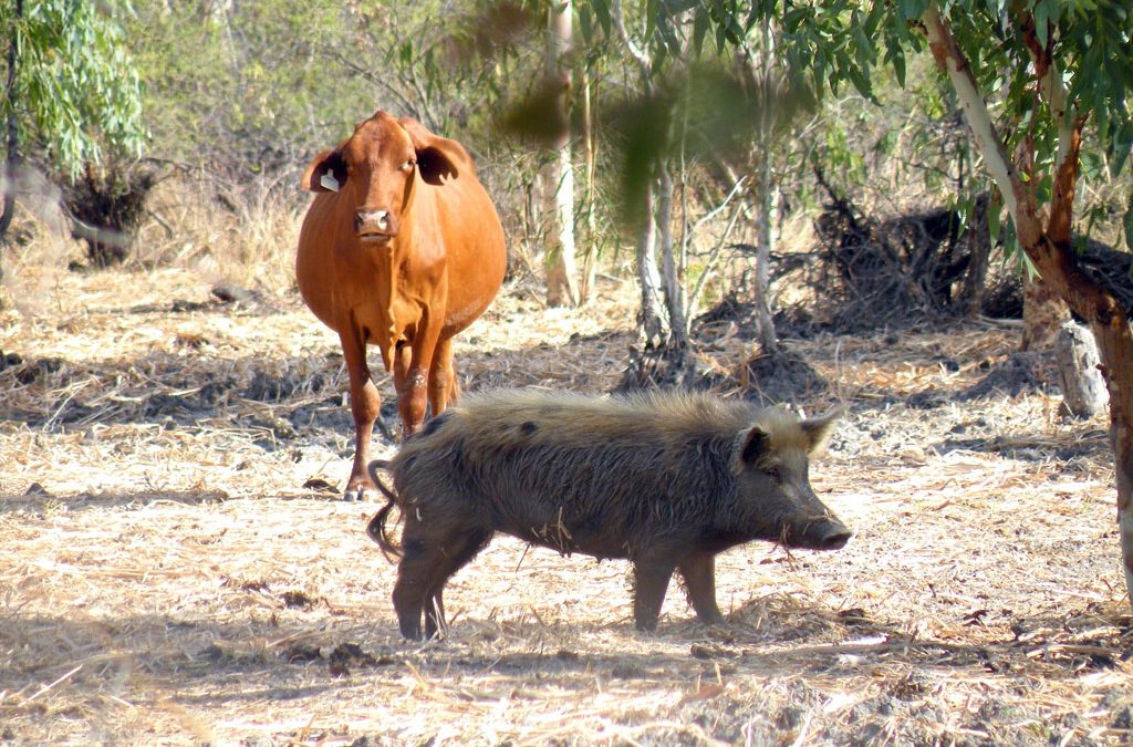 Rule-out of exotic disease in feral pigs