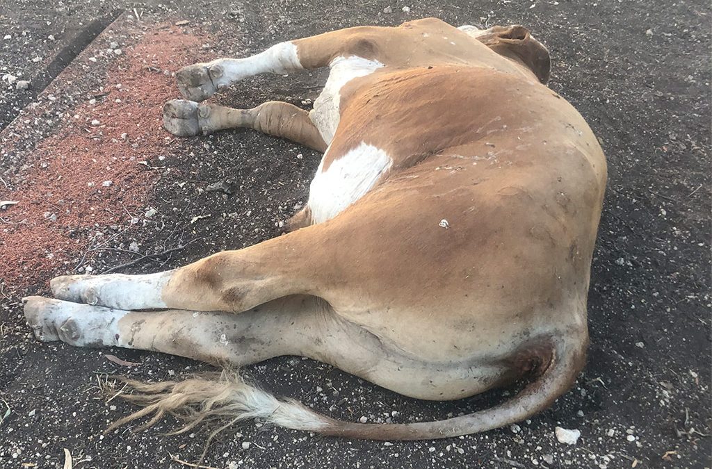 Multiple tick fever deaths in young steers