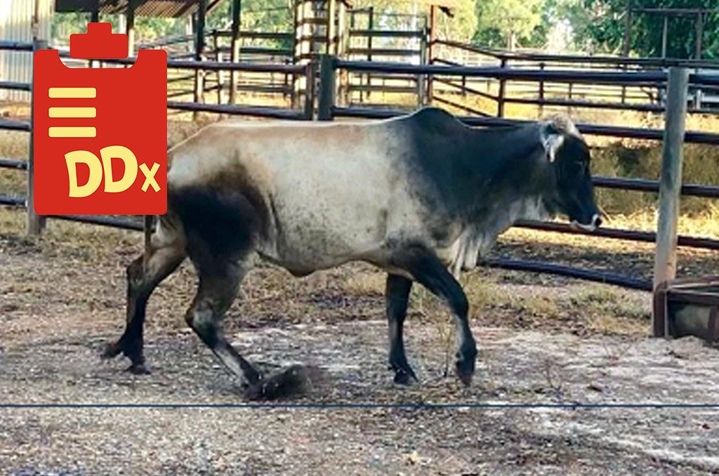 Differentials For Nervous Conditions Of Cattle NABSnet