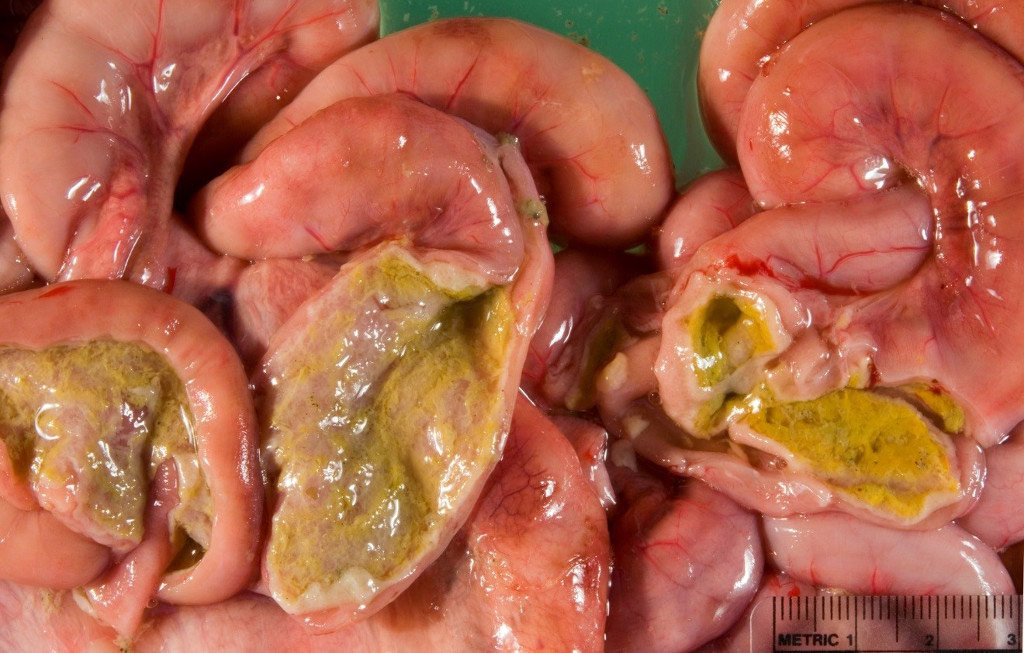 thickened small intestine with dark pink serosal surface