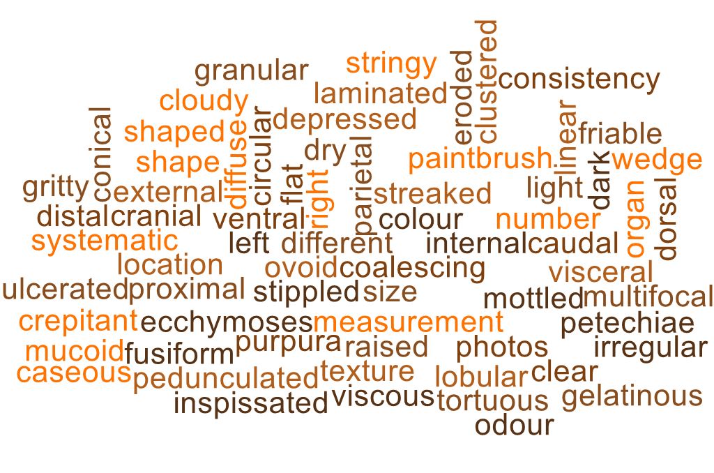 describing-gross-pathology-nabsnet