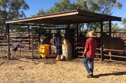 Vet students inspired by work experience in the north