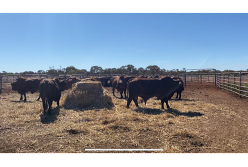 Annual ryegrass toxicity in yarded bulls