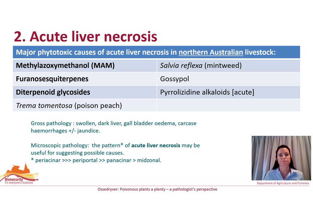 plants in northern Australia causing acute liver necrosis