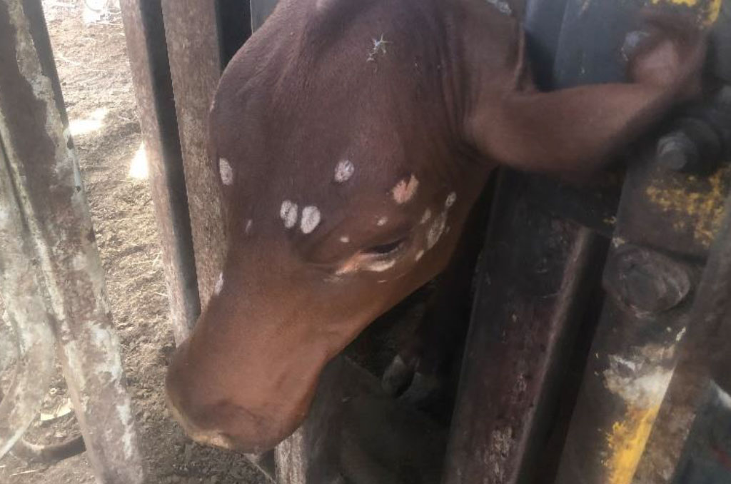 skin lesions on one of the less affected weaners in the mob