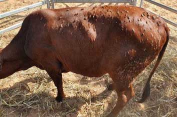 Heifer with ‘lumpy’ skin lesions – LSD rule-out