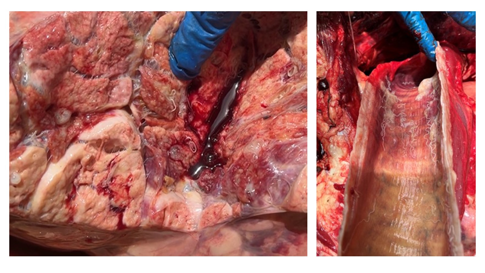 Timeline showing management events and heifer deaths