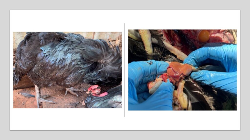 Lung gross changes<br />
