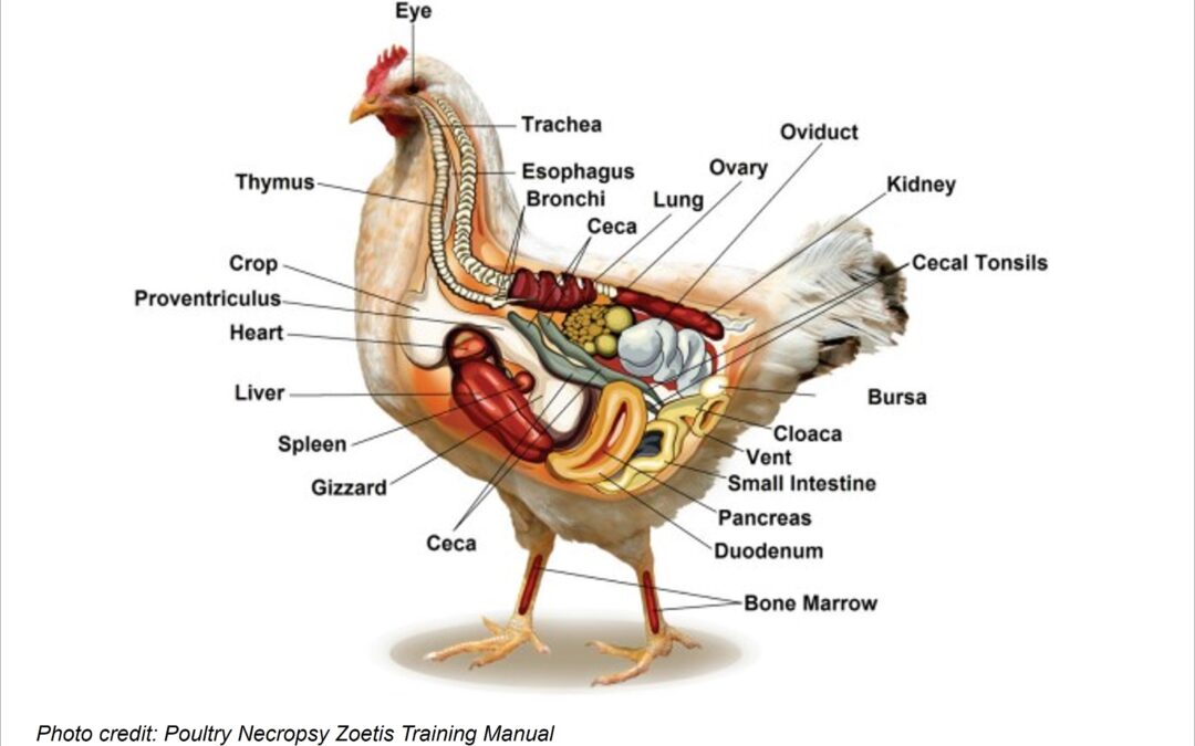 Guide to doing a chicken necropsy