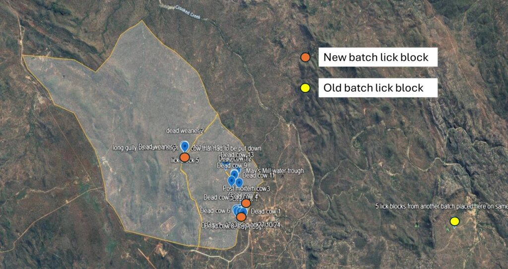 Brahman heifer in lateral recumbency