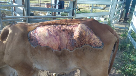 Group of young cattle with areas of skin sloughing