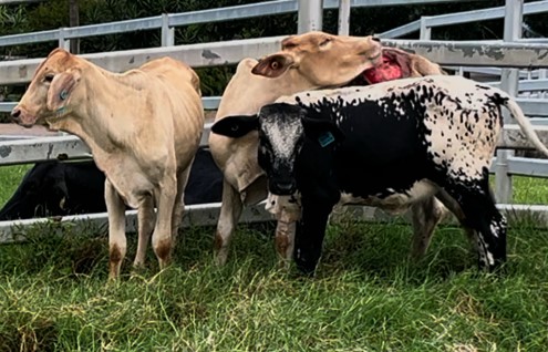 Group of young cattle with areas of skin sloughing