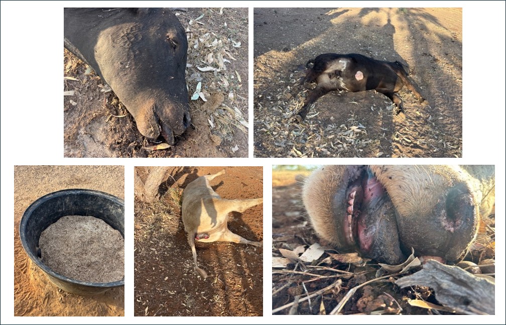Brahman heifer in lateral recumbency