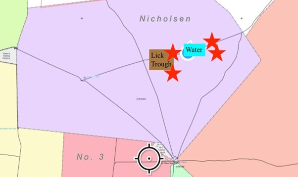 Brahman heifer in lateral recumbency